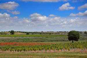 Ruta Encina de Ruli - Senda verde río Záncara.31