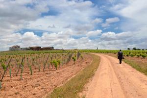 Ruta Encina de Ruli - Senda verde río Záncara.32