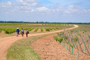 Ruta Encina de Ruli - Senda verde río Záncara.34