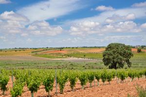 Ruta Encina de Ruli - Senda verde río Záncara.35