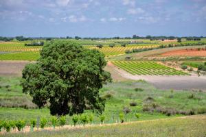 Ruta Encina de Ruli - Senda verde río Záncara.36