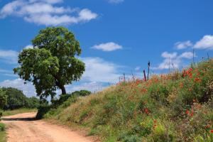 Ruta Encina de Ruli - Senda verde río Záncara.41