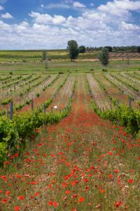 Ruta Encina de Ruli - Senda verde río Záncara.42