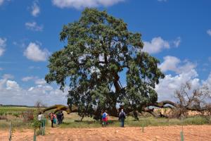 Ruta Encina de Ruli - Senda verde río Záncara.45