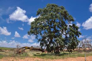 Encina de Ruli - Senda verde río Záncara. 3 junio 2018