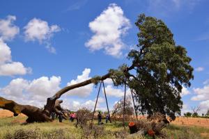 Ruta Encina de Ruli - Senda verde río Záncara.47