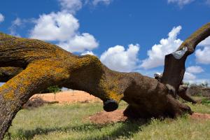 Ruta Encina de Ruli - Senda verde río Záncara.48