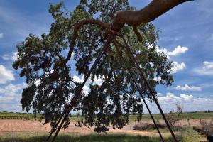 Ruta Encina de Ruli - Senda verde río Záncara.49
