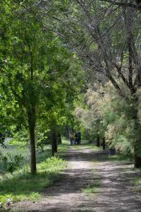 Ruta Encina de Ruli - Senda verde río Záncara.5