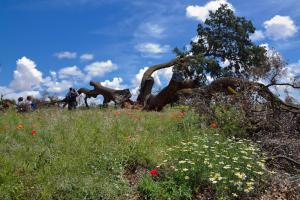 Ruta Encina de Ruli - Senda verde río Záncara.50