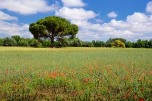 Ruta Encina de Ruli - Senda verde río Záncara.6