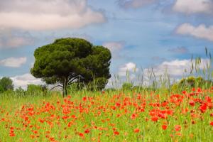Ruta Encina de Ruli - Senda verde río Záncara.7