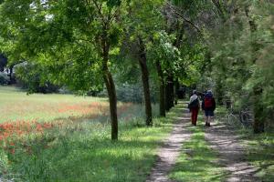 Ruta Encina de Ruli - Senda verde río Záncara.8