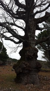 Piedralaves 5 Marzo 2016. La Casa Encendida  