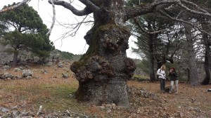 Piedralaves 5 Marzo 2016. La Casa Encendida  