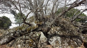 Piedralaves 5 Marzo 2016. La Casa Encendida  