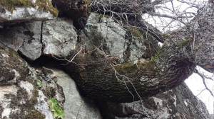 Piedralaves 5 Marzo 2016. La Casa Encendida  