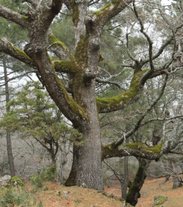 Casa Encendida. Robles Centenarios de Piedralaves. 5 Marzo 2016