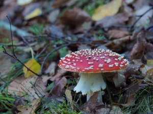 Dehesa boyal de Somosierra .Fotos José Luis Martinez 004