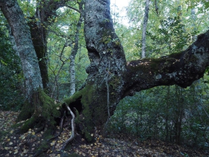 Dehesa boyal de Somosierra .Fotos José Luis Martinez 006