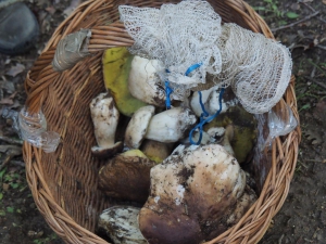 Dehesa boyal de Somosierra .Fotos José Luis Martinez 007