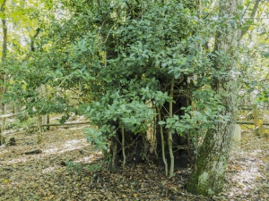 Dehesa boyal de Somosierra .Fotos José Luis Martinez 010