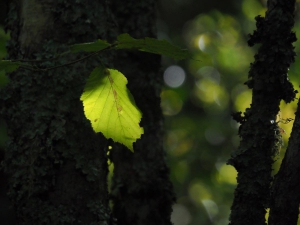 Dehesa boyal de Somosierra .Fotos José Luis Martinez 011