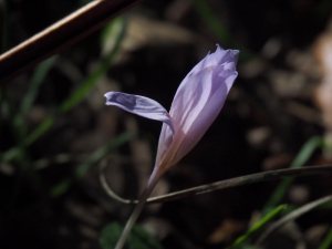 Dehesa boyal de Somosierra .Fotos José Luis Martinez 012