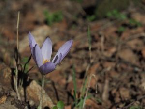 Dehesa boyal de Somosierra .Fotos José Luis Martinez 015
