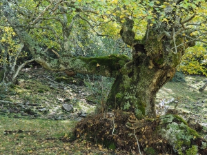 Dehesa boyal de Somosierra .Fotos José Luis Martinez 018