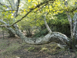 Dehesa boyal de Somosierra .Fotos José Luis Martinez 020