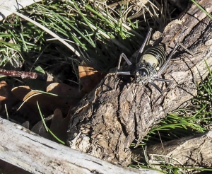 Dehesa boyal de Somosierra .Fotos José Luis Martinez 021