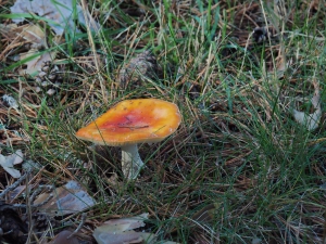 Dehesa boyal de Somosierra .Fotos José Luis Martinez 022