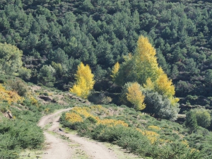Dehesa boyal de Somosierra .Fotos José Luis Martinez 024
