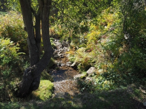 Dehesa boyal de Somosierra .Fotos José Luis Martinez 026