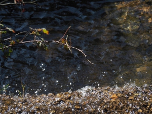 Dehesa boyal de Somosierra .Fotos José Luis Martinez 027
