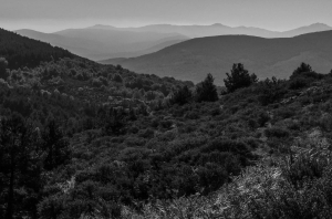 Dehesa boyal de Somosierra .Fotos José Luis Martinez 029