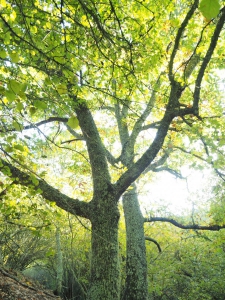 Dehesa boyal de Somosierra .Fotos José Luis Martinez 031