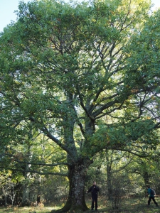 Dehesa boyal de Somosierra .Fotos José Luis Martinez 032