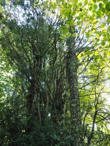 Dehesa boyal de Somosierra .Fotos José Luis Martinez 033