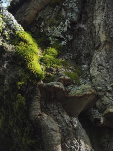 Dehesa boyal de Somosierra .Fotos José Luis Martinez 034