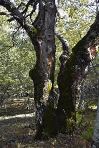 Dehesa boyal de Somosierra 26 octubre de 2019 013
