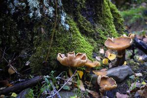 Dehesa boyal de Somosierra 26 octubre de 2019 013 