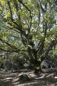 Dehesa boyal de Somosierra 26 octubre de 2019 014