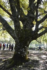 Dehesa boyal de Somosierra 26 octubre de 2019 015