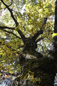 Dehesa boyal de Somosierra 26 octubre de 2019 016