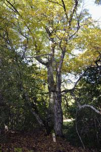 Dehesa boyal de Somosierra 26 octubre de 2019 018