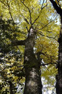 Dehesa boyal de Somosierra 26 octubre de 2019 020