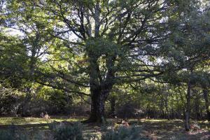Dehesa boyal de Somosierra 26 octubre de 2019 020 