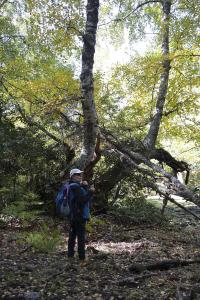 Dehesa boyal de Somosierra 26 octubre de 2019 022